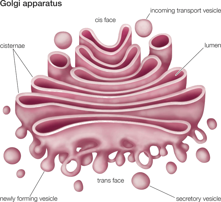 Image Of Golgi Apparatus For The Fundamental Unit Of - Golgi Apparatus (724x661), Png Download