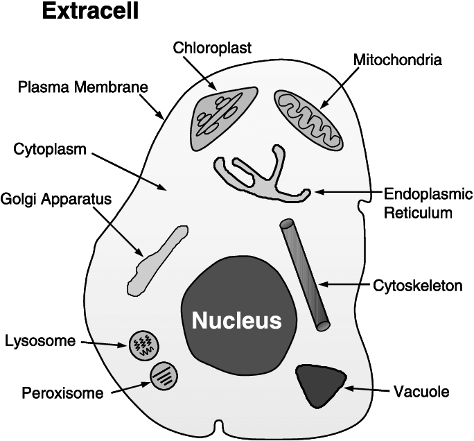Cytoplasm, Cytoskeleton, Endoplasmic Reticulum, Extracell, - Subcellular Localization (684x636), Png Download