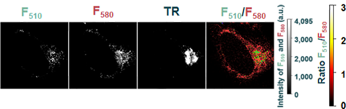 Golgi Apparatus Glutathione With Golgifreshtracer - Golgi Apparatus (1157x374), Png Download