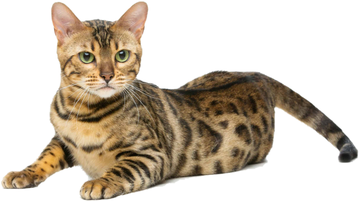 Cat (866x650), Png Download