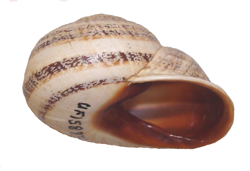Otala Lactea Shell Side - Shell (806x553), Png Download