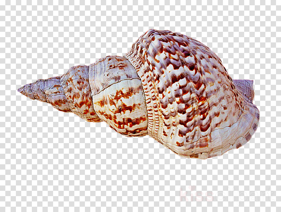 Caracola Png Clipart Caracola Conch - Caracola Png (900x680), Png Download