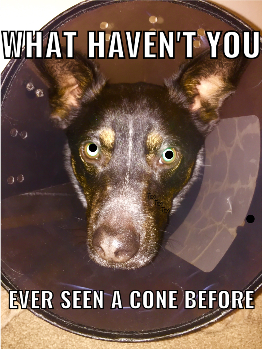 Memes, Dogs, Blue, Doggies, Meme - Companion Dog (1109x1280), Png Download