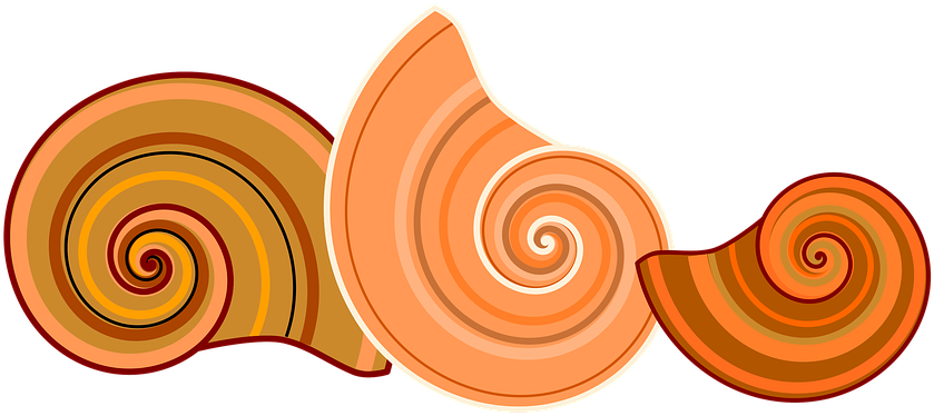 Rotated Free Image On Pixabay Nature Animal - Spiral (960x438), Png Download