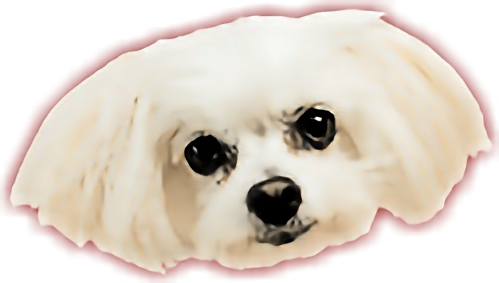 Report Abuse - Earless Seal (1016x576), Png Download