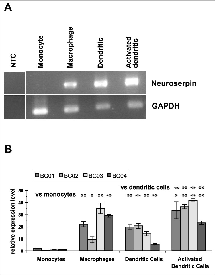 Of The Human Myeloid Lineage - Myeloid Tissue (755x965), Png Download