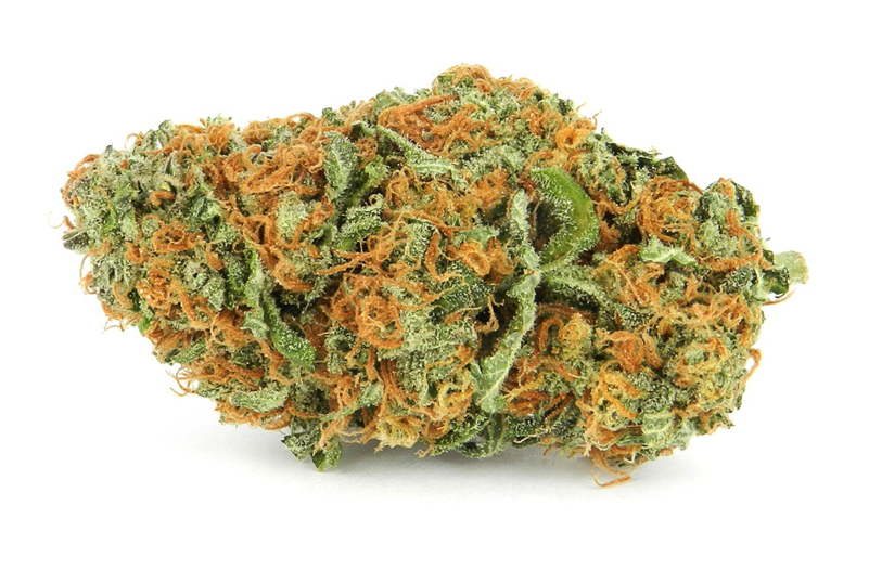 Tutte Le Varietà Ed Aziende Italiane - Ammi Weed (800x533), Png Download