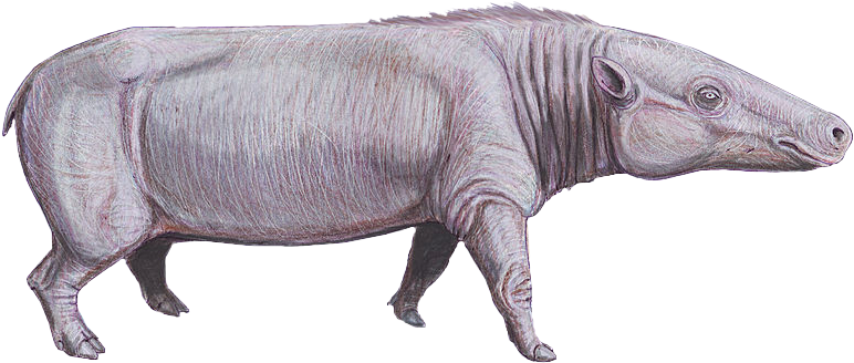 Anthracotherium Cropped - Anthracotherium (799x385), Png Download