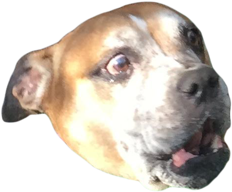 Cutout - Scared Dog Png (567x567), Png Download