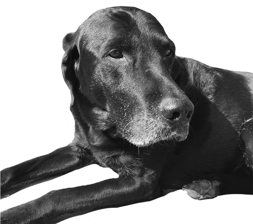 The Dog Days Are Almost Over - Recession (864x864), Png Download