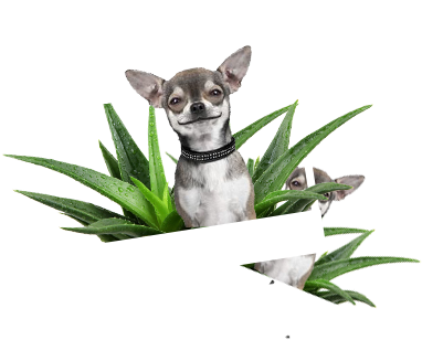 Our Product Lines - Hemingway's Chihuahua: Collection Paper Planes (1231x474), Png Download
