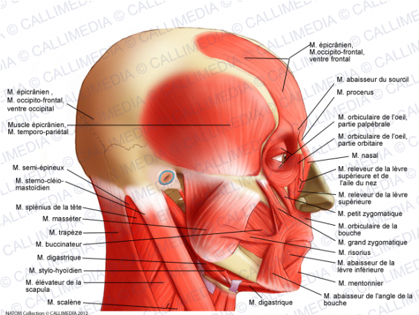 Muscular System - Temporoparietalis Muscle (600x600), Png Download