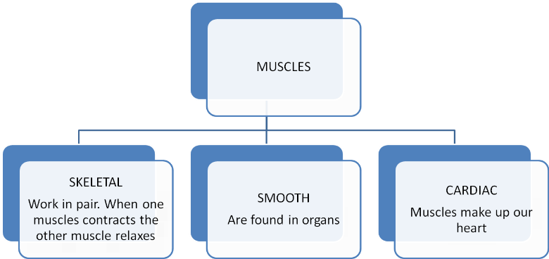 Muscular System - Utility Computing In Cloud Computing (779x415), Png Download