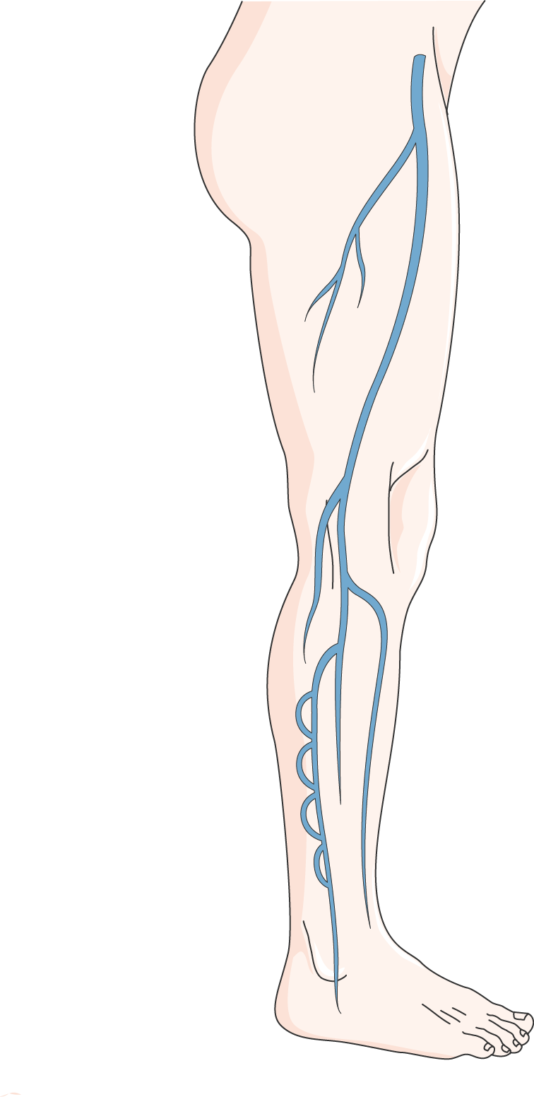 Download The Image - Circulatory System (756x1552), Png Download