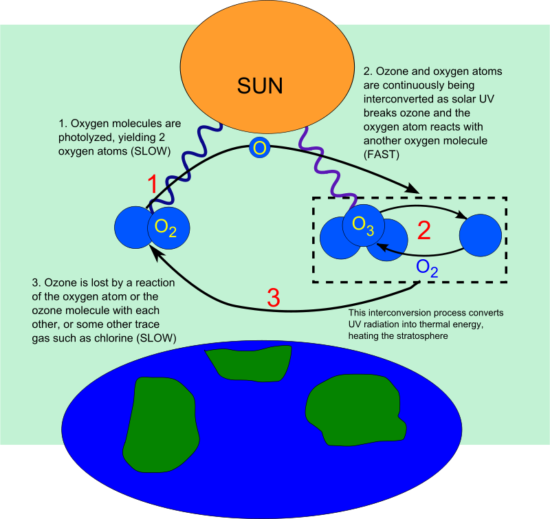 Free Eutrophisation Cycle Free Ozone Depletion - Effects Of Ozone Layer Depletion Wikipedia (800x755), Png Download