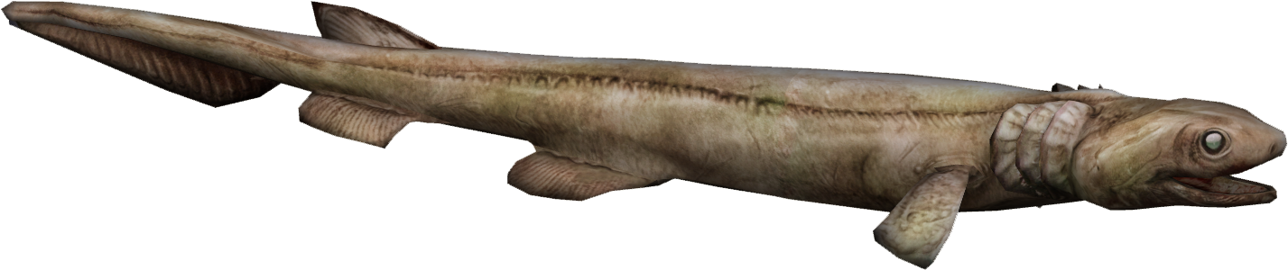 Frilled Shark (1426x1426), Png Download