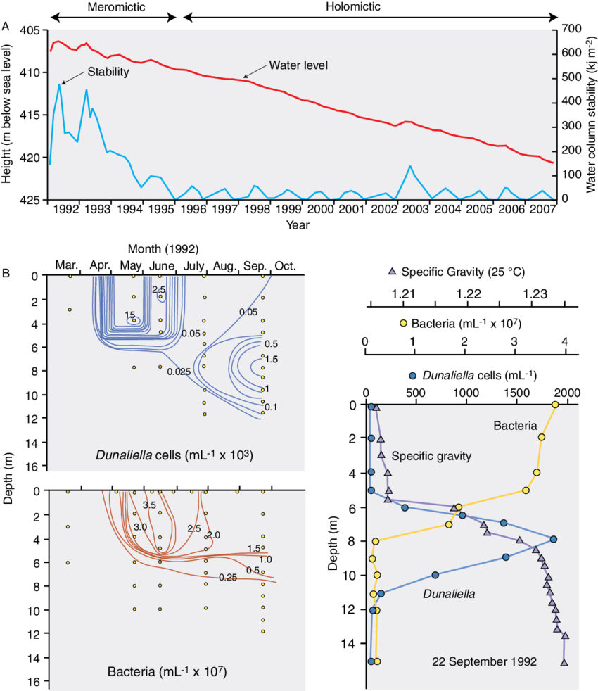 Biodynamics In The Dead Sea, Middle East - Halobacteriaceae (850x982), Png Download