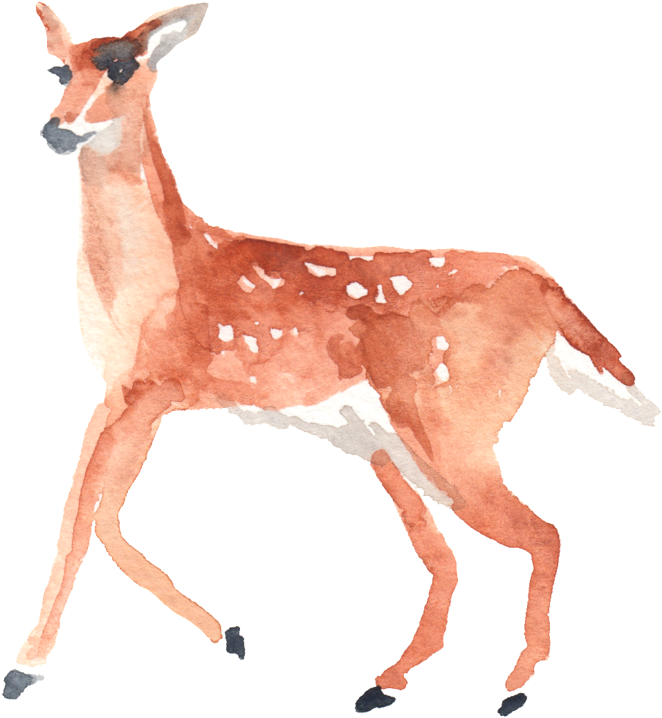 Png De Ornamentação Transparente Para Os Passarinhos - Watercolor Deer Clipart (1024x1084), Png Download
