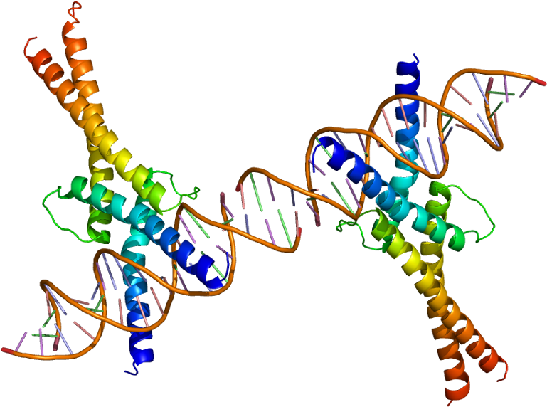Protein Srebf1 Pdb 1am9 - Proteina 2 De Union Al Elemento Regulador De Esteroles (818x621), Png Download