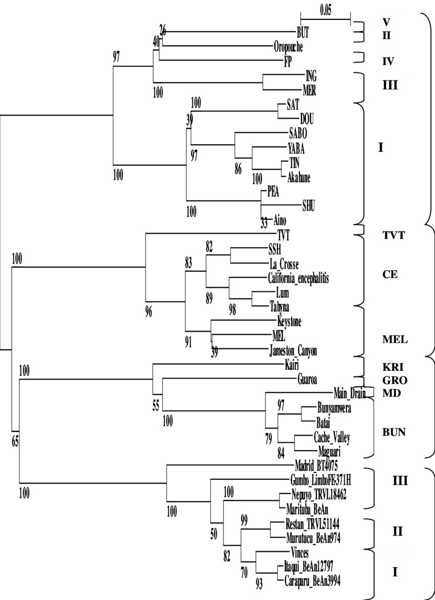 Phylogenetic Tree Of Aligned N Orf Of Members Of The - Diagram (850x1173), Png Download