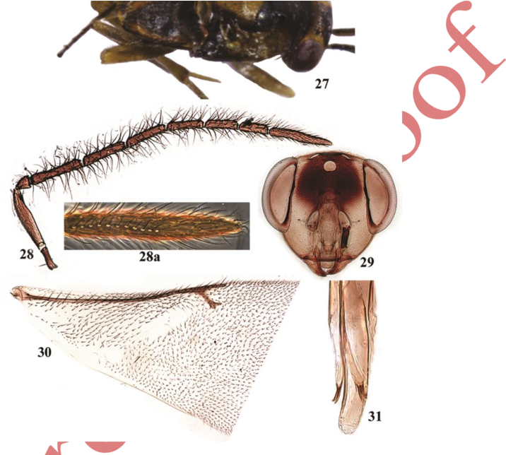 Leptomastix Epona , Male - Locust (850x643), Png Download