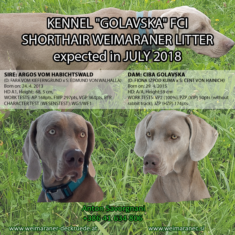 Litter Golavska July (800x800), Png Download