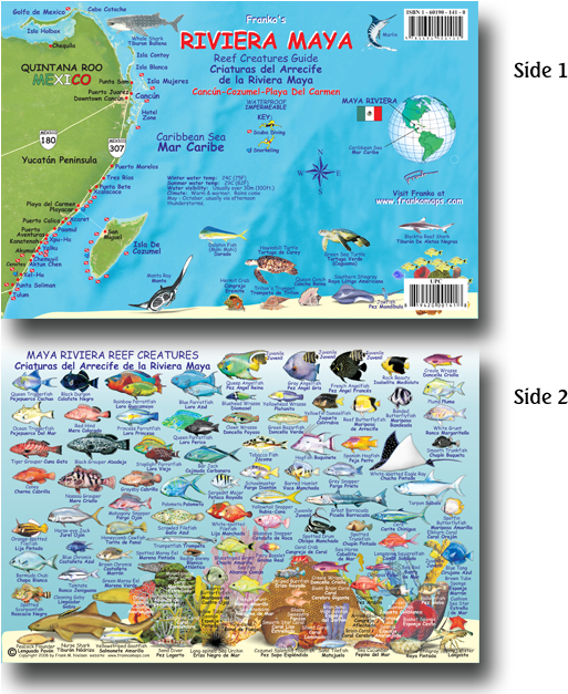 33115 Maya Riviera Fish Card (536x626), Png Download