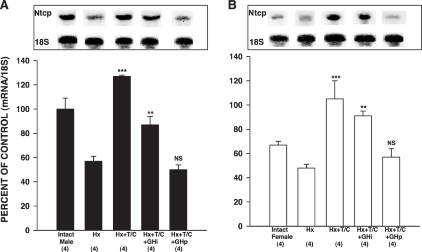 The Effect Of Multihormonal Replacements On Ntcp Mrna - Diagram (850x507), Png Download