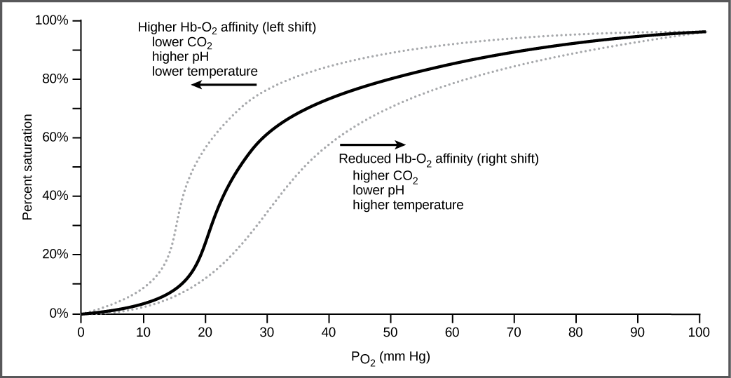 Art Connection - Gas Exchange (1043x539), Png Download