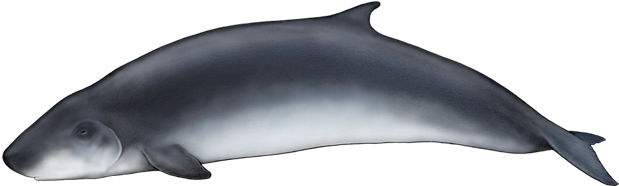 Download Dwarf Sperm Whale Cachalote Anao Full Size Png Image Pngkit