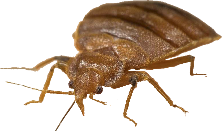 Bed Bugs Treatment, Roaches, Pest Control - Bed Bug With A Hat (775x459), Png Download