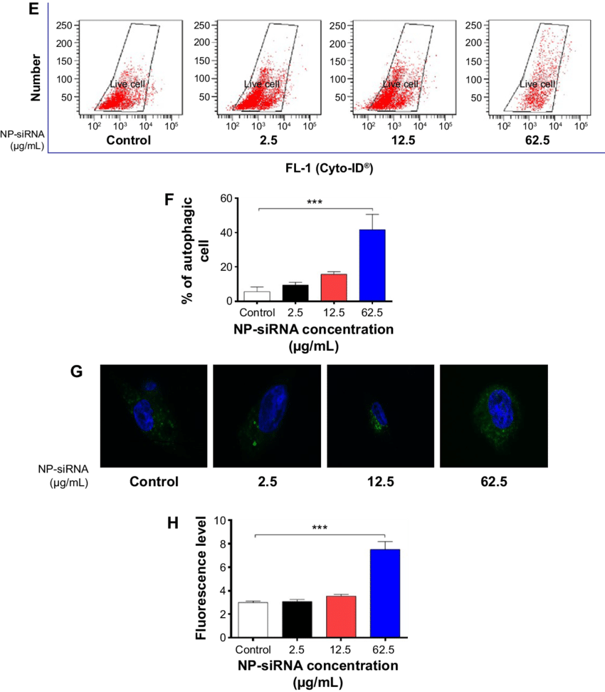 Effects Of The Novel Np Sirna Liposomes On Cell Cycle - Cell (850x971), Png Download