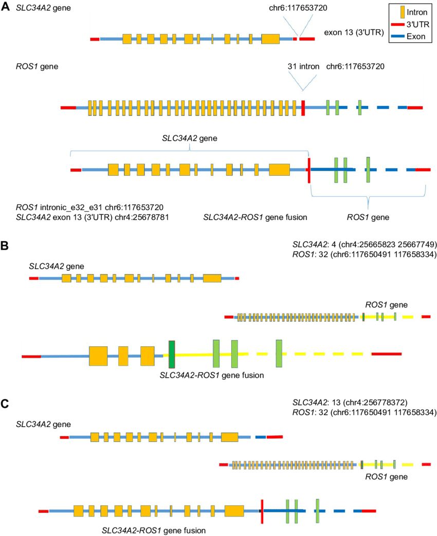 Structure Of The Novel Slc34a2 Ros1 Fusion Gene - Novel (850x1043), Png Download