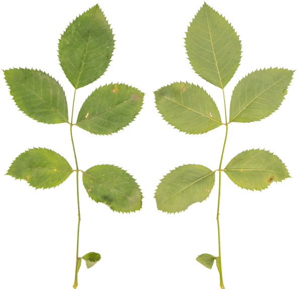 Canoe Birch (600x584), Png Download