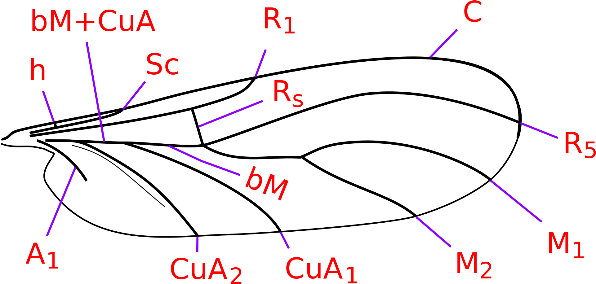 Open - Mycetophilidae Wing (2000x1000), Png Download