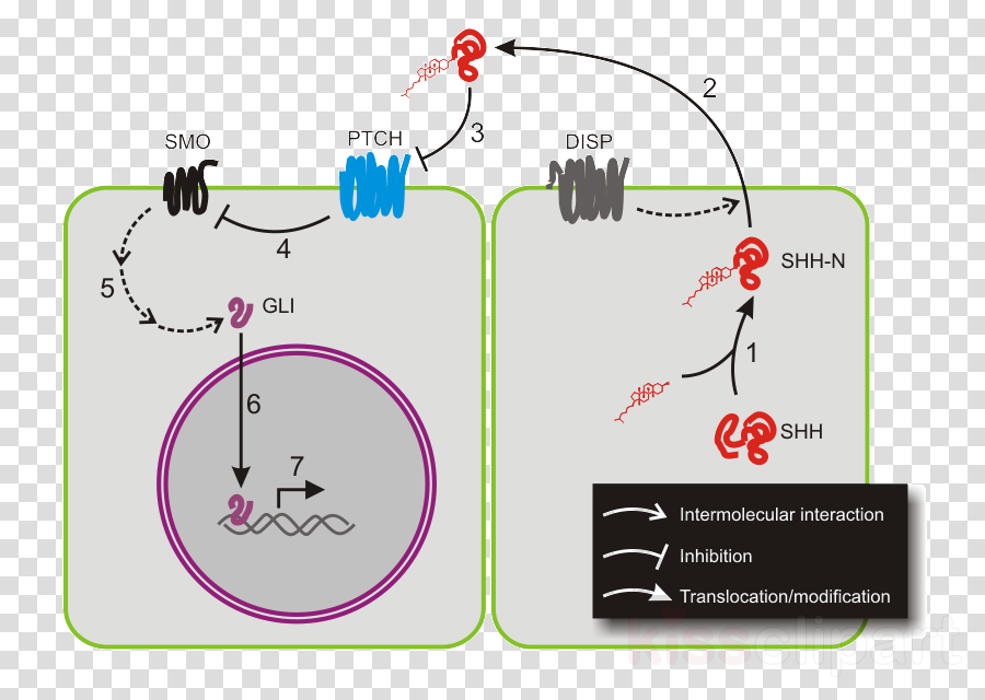 Download Sonic Hedgehog Pathway Clipart Hedgehog Signaling - Via De Señalizacion Sonic Hedgehog (900x640), Png Download
