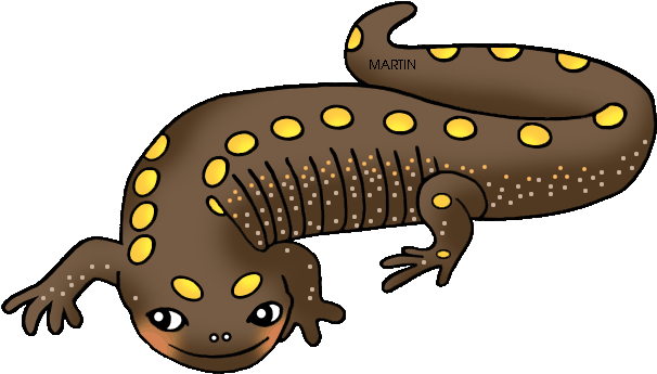 United States Clip Art By Phillip Martin, Ohio State - Clipart Salamander (648x408), Png Download