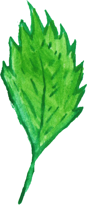 Free Download - Maple Leaf (337x791), Png Download