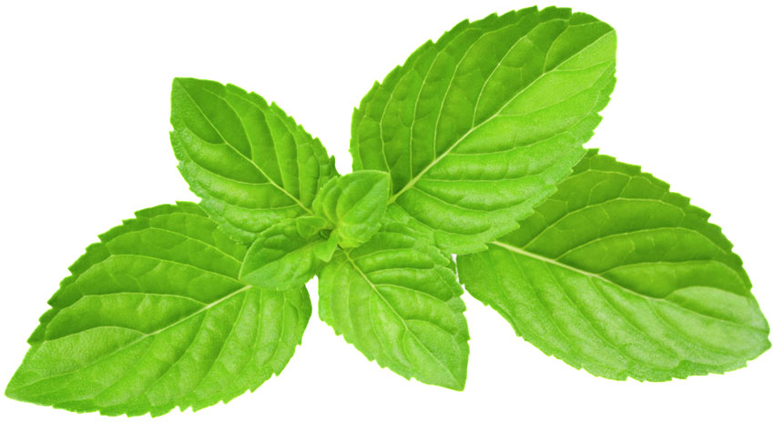 Green Oil Mint Leaves Transparent Plant Vector - Mint Leaves Png (1024x680), Png Download