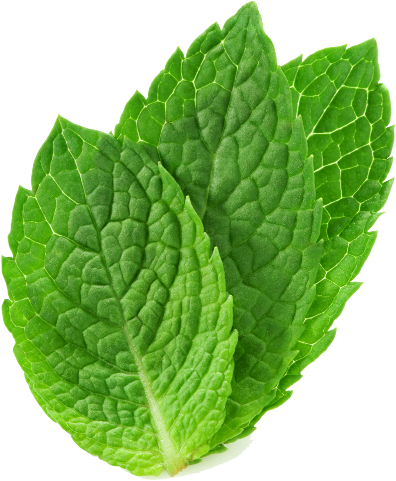 Mint Png - Mint Leave (1000x1000), Png Download