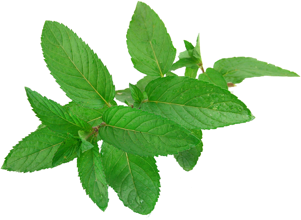 Mint Png Free Download - Mint Leaves (700x457), Png Download