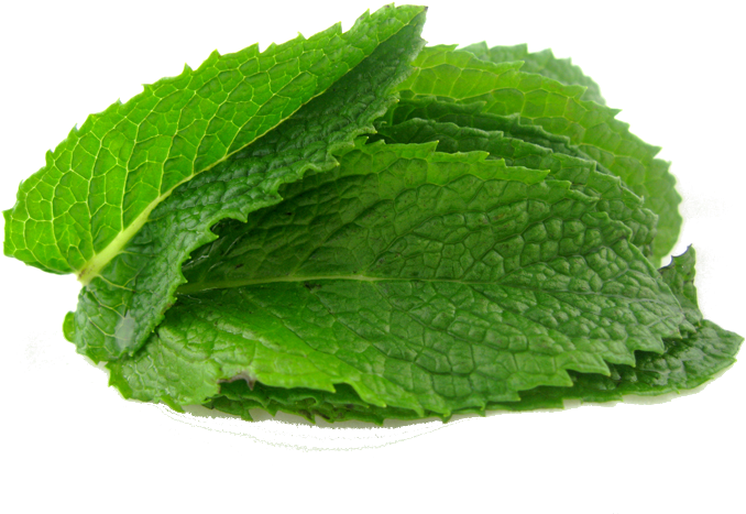 Mint Png (720x540), Png Download