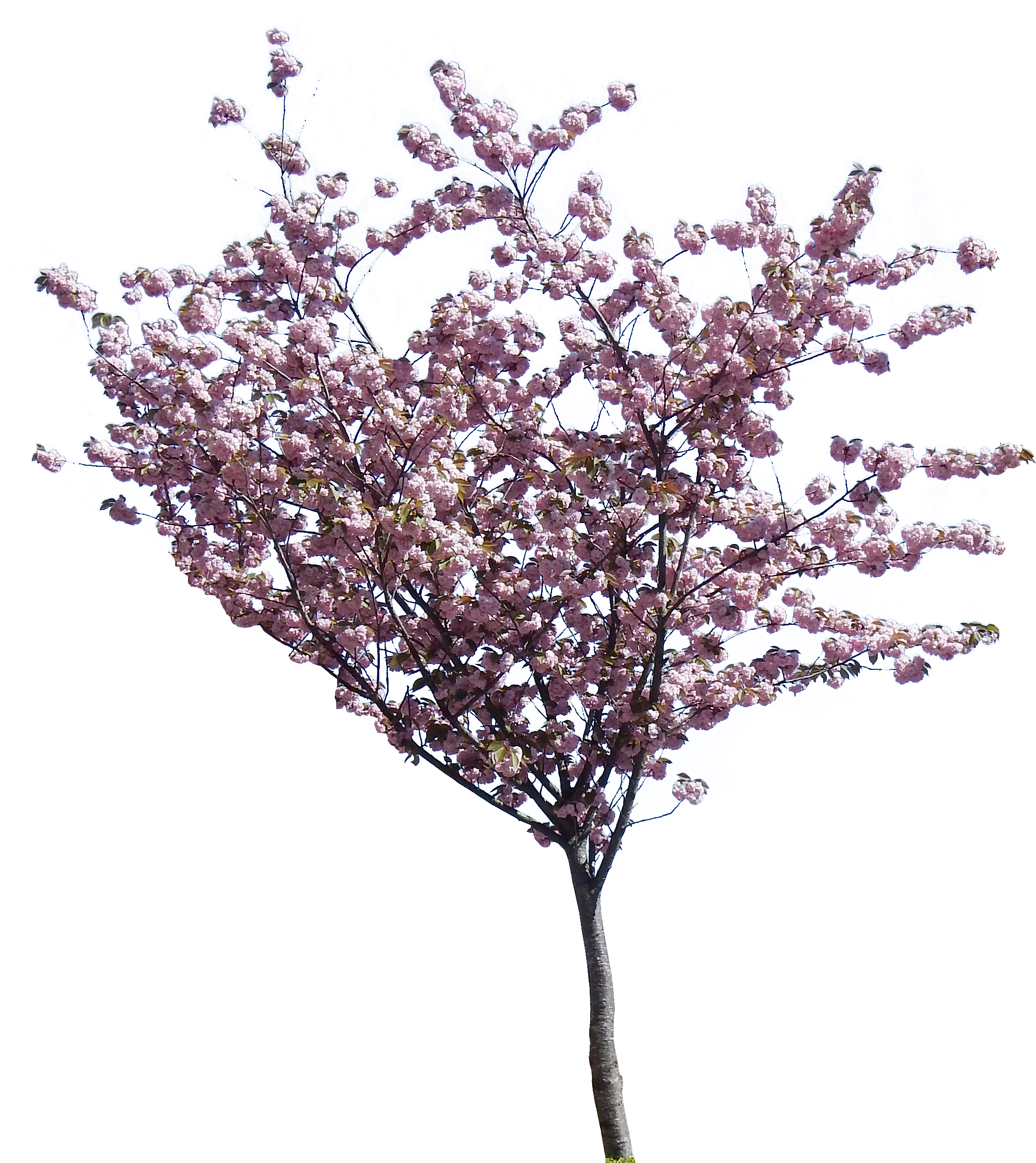 Tree Png Hd Transparent - Jacaranda Tree Png (2515x2443), Png Download