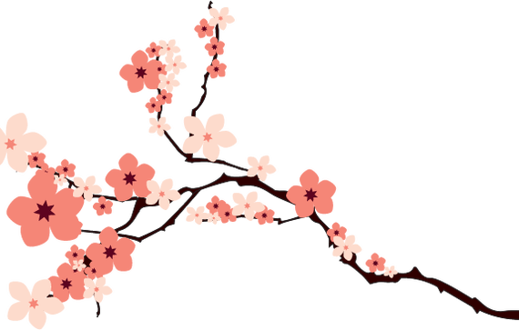 Image Cherry Blossoms By Krist N On Deviantart - Cherry Blossom Transparent Background (570x363), Png Download
