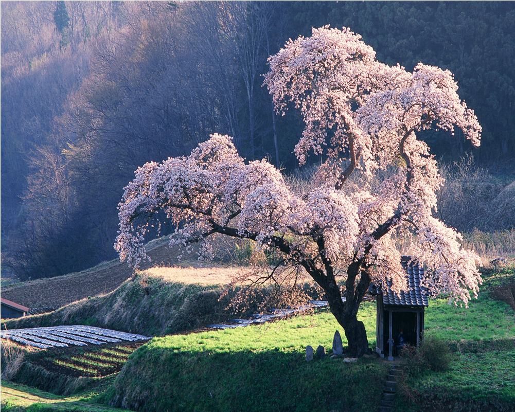 Japanese Sakura Tree - Lonely Cherry Blossom Tree (1280x800), Png Download