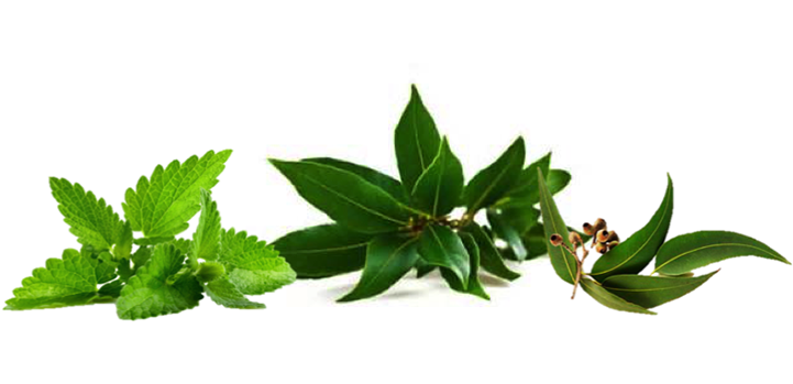 Contact - Spearmint Candle Fragrance Oil (736x348), Png Download