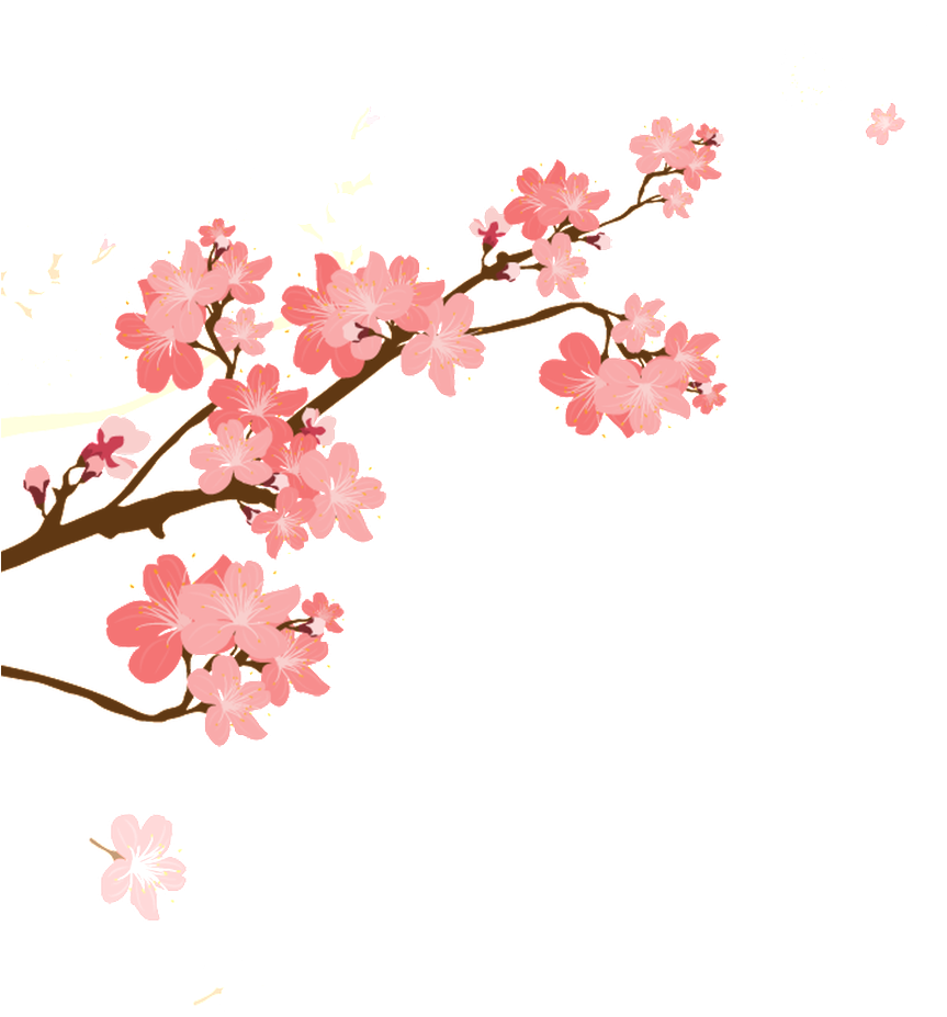 Korean Style Cherry Blossom Cartoon Transparent - Cherry Blossom (1024x1024), Png Download