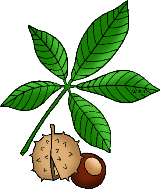 United States Clip Art By Phillip Martin - Buckeye Clipart (561x648), Png Download