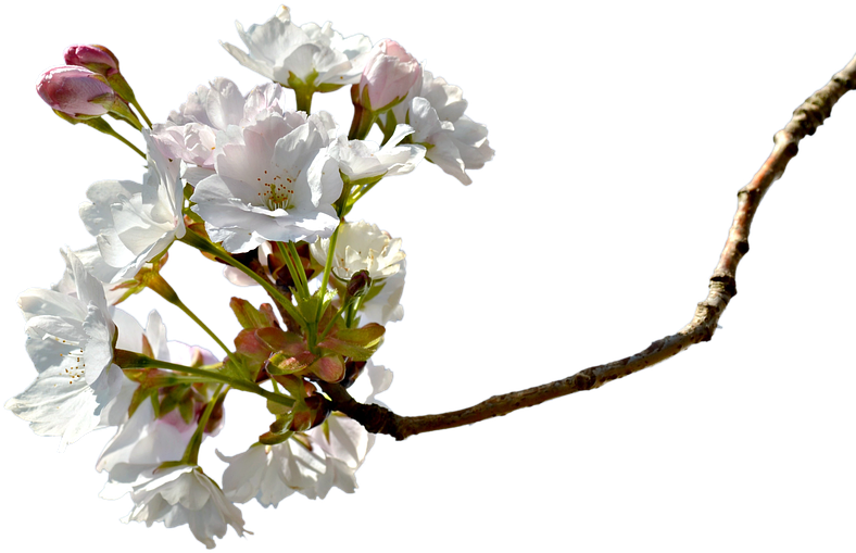 Branch, Cherry Blossom, Cherry Tree, Cherry Branche - Cherry Blossom (960x639), Png Download