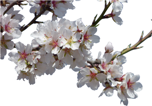 Flowers, Almond Tree, Flowering - Spring Flowers Transparent Png (453x340), Png Download